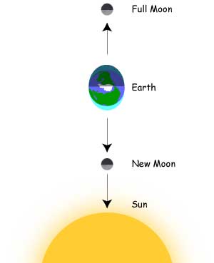 Drawing shows Earth between Sun and full Moon, and Earth with new Moon and Sun on same side. Tides on both sides of Earth are higher because gravitational pull of Moon is added to that of the Sun.